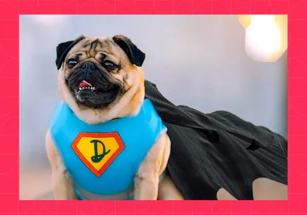 Doug the Pug