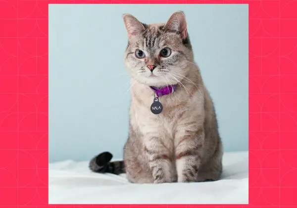 Nala Cat